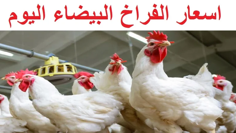 أسعار الفراخ اليوم في مصر