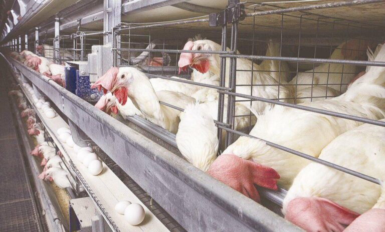 أسعار بورصة الدواجن اليوم بتاريخ 18 من اكتوبر 2025