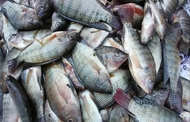 اشتري البلطي والبوري بأقل سعر من سوق العبور .. أسعار السمك بتاريخ الخميس 27 نوفمبر