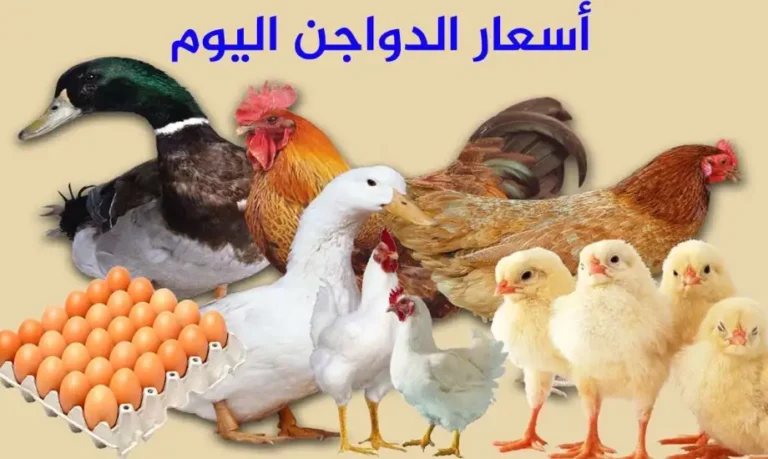 تراجع اسعار الطيور “أسعار بورصة الدواجن اليوم في مصر بتاريخ 26 من نوفمبر 2025”
