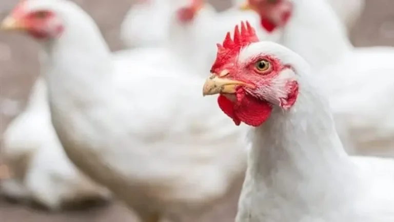 اشتري وخزني بقا .. اسعار بورصة الدواجن اليوم بتاريخ 9 من نوفمبر 2025