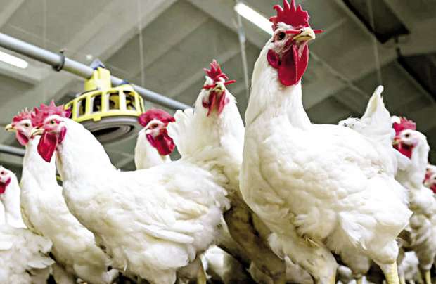 أسعار بورصة الدواجن اليوم 29 نوفمبر2025 .. تراجع ملحوظ في الاسعار