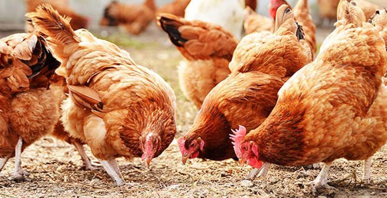 الفراخ البيضاء رخصت .. أسعار بورصة الدواجن اليوم بتاريخ 4 من ديسمبر 2025