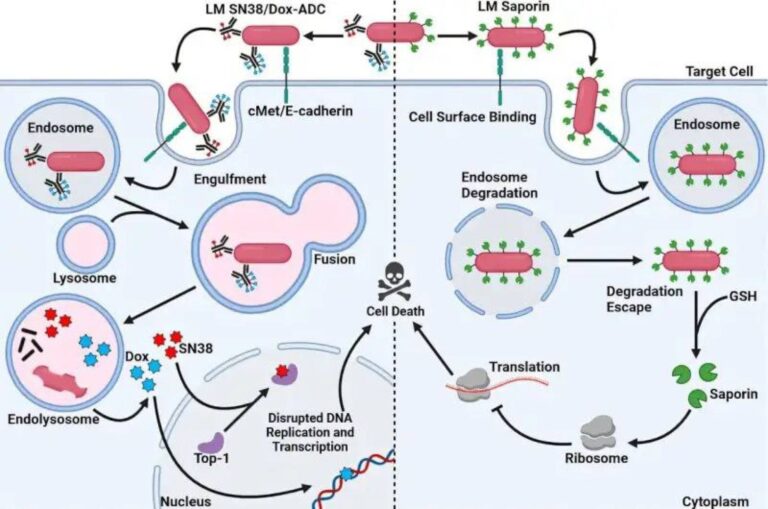 اكتشاف مبتكر في علاج سرطان القولون من خلال استخدام البكتيريا كوسيلة لنقل الأدوية