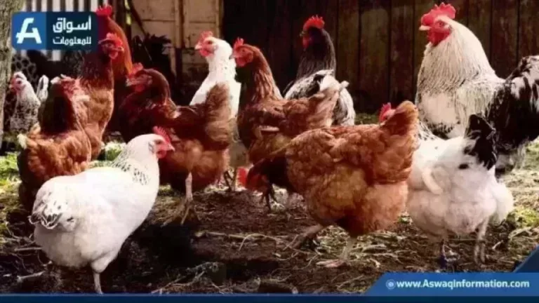 تراجع أسعار الفراخ البيضاء اليوم الأربعاء في المزارع وتحليل سوق الدواجن