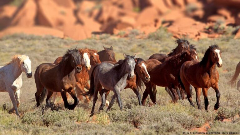 نقل غير مسبوق لـ 147 خيلاً من قطر إلى أوروبا في عملية طارئة