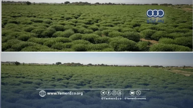 اليمن تسجل إنجازًا اقتصاديًا مذهلًا بتوقف استيراد الكمون والبطاطس وتخطط للتصدير بمدخرات تصل إلى 4 ملايين يورو