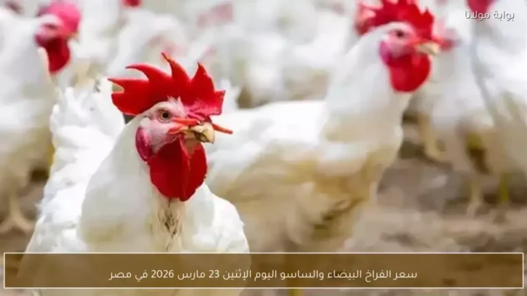 انخفاض قوي في أسعار الدواجن بمصر بعد العيد بنحو 20 جنيها والمواطنون في حالة من الذهول