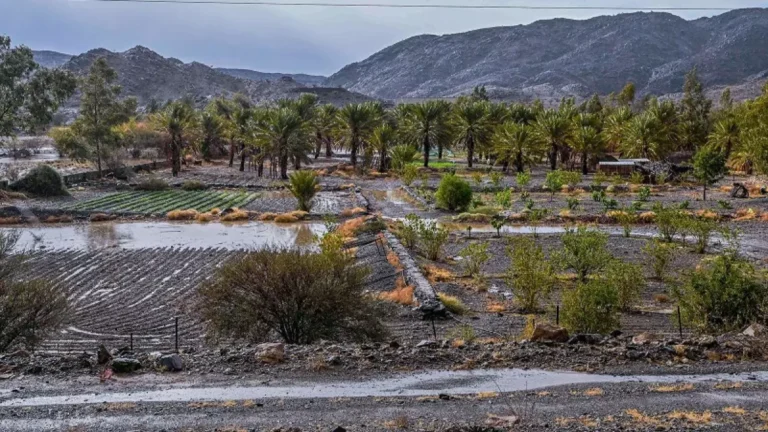 البَرَد يغطّي الباحة بلجاعة ربيعية والزوار يتقاطرون بالآلاف