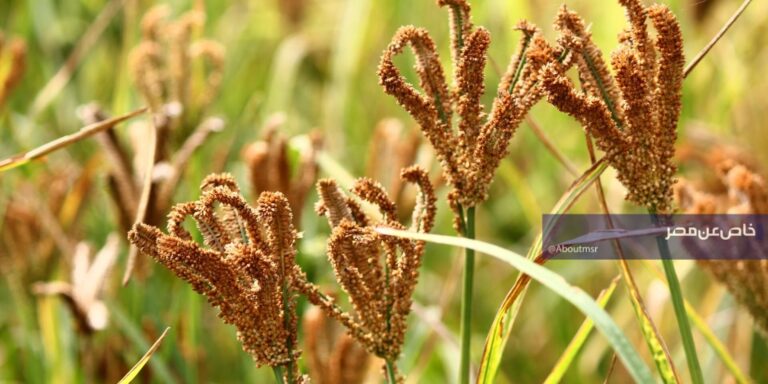 دولة إسلامية تحتل المرتبة الثالثة عالميًا في صادرات الدخن بعد السعودية