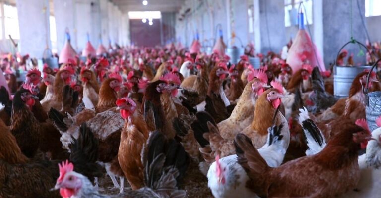 تحديث أسعار الدواجن اليوم السبت 18 أبريل 2026