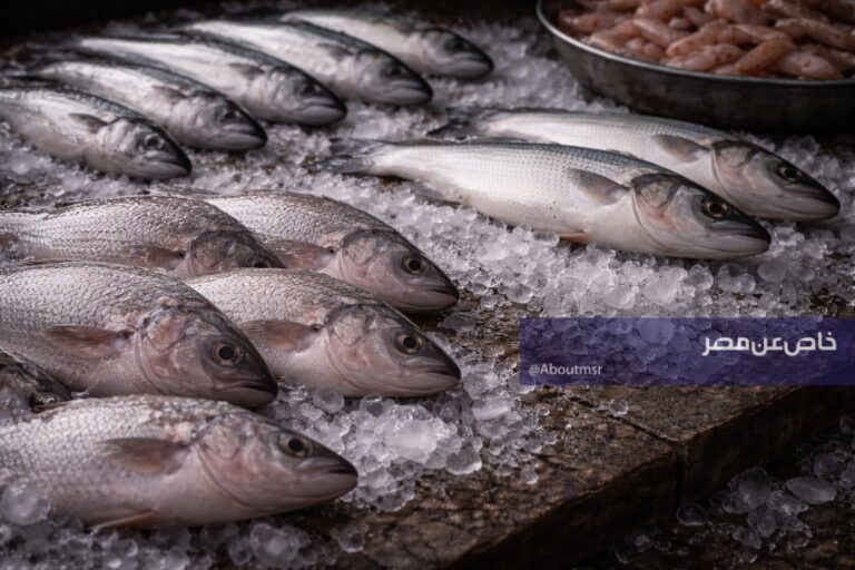 أسعار الأسماك اليوم تزامناً مع شم النسيم.. ما هي قيمة البلطي في سوق العبور؟