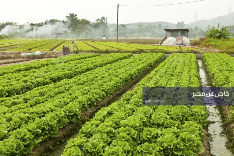 احصل على أرضك الزراعية المثالية في 1.5 مليون فدان بسهولة