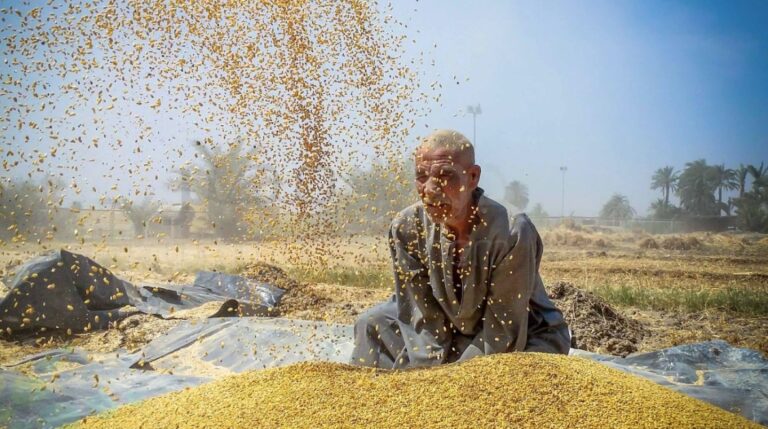 تحضيرات “التموين” لإنشاء 400 موقع لاستقبال القمح