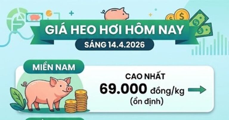 أسعار لحم الخنزير اليوم، 14 أبريل: استقرار الأسعار في الجنوب عند 69000 دونغ فيتنامي لكل كجم.