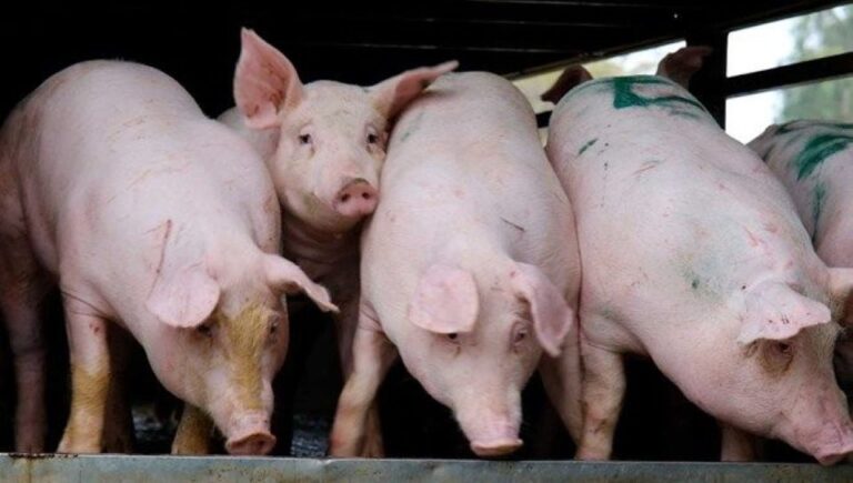 ارتفاع طفيف في أسعار لحم الخنزير بتاريخ 15 أبريل عبر المناطق الثلاث