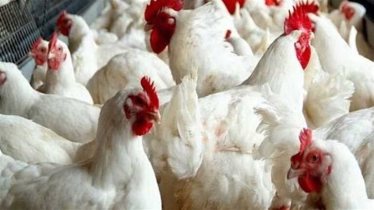 تحديث أسعار الدواجن في الأسواق اليوم الجمعة 17 أبريل 2026