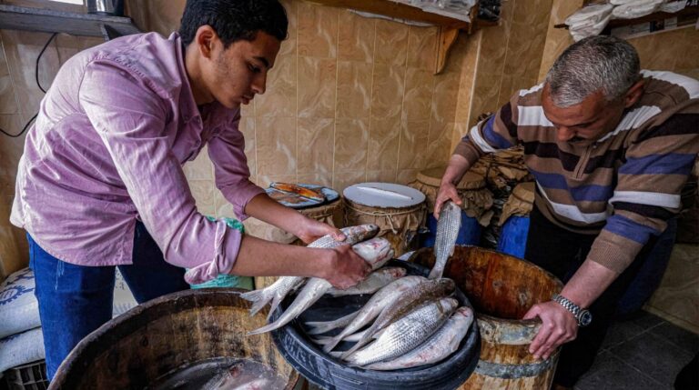 استمتع بأسعار كيلو البوري بـ200 جنيه قبل التمليح وارتفاعها إلى 700 جنيه بعدها