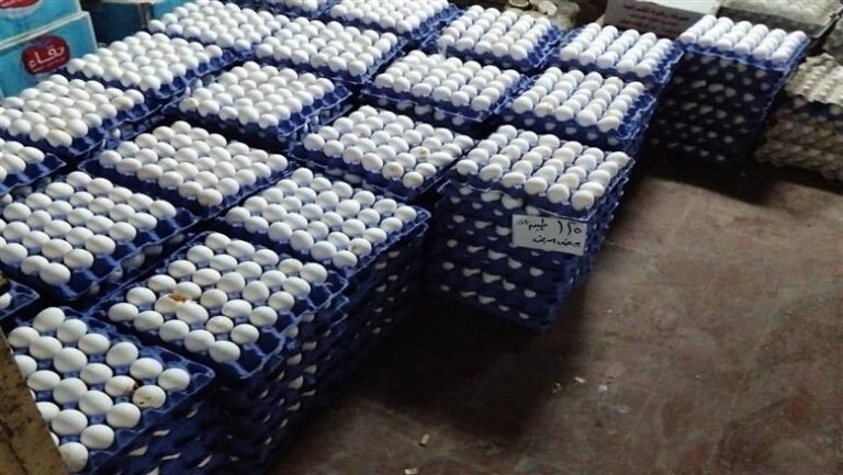 بعد تراجع تكاليف الأعلاف 30%.. أسعار البيض والدواجن تشهد انخفاضاً ملحوظاً في الأسواق