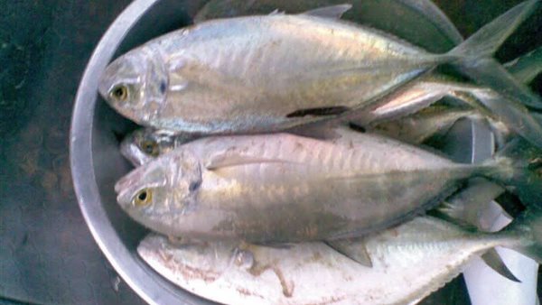 تعرّف على أسعار الأسماك في كفر الشيخ اليوم: البلطي بـ85 جنيهًا والبوري بـ180 جنيهًا