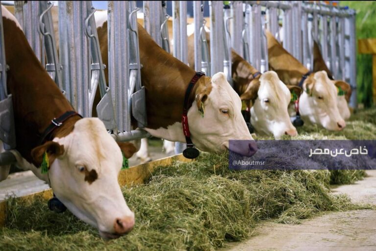 مصر تستورد الآلاف من رؤوس الماشية الحية.. تعرف على الأسباب المهمة وراء ذلك