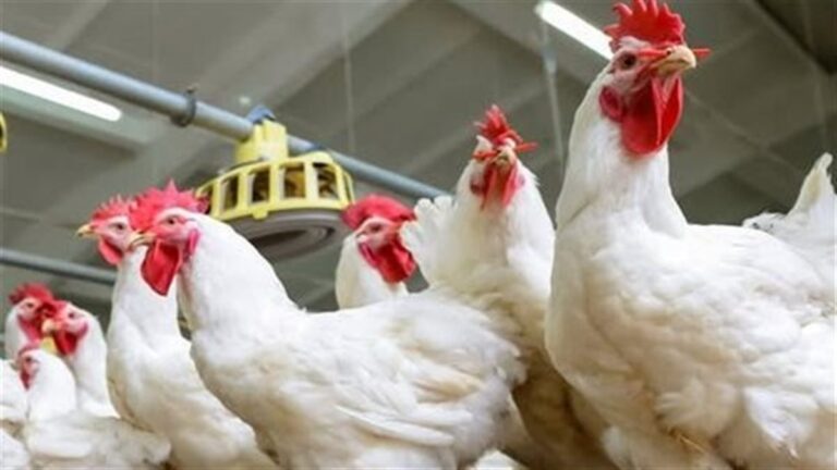 تحديثات أسعار الدواجن والبيض في الأسواق اليوم الخميس 16 أبريل 2026