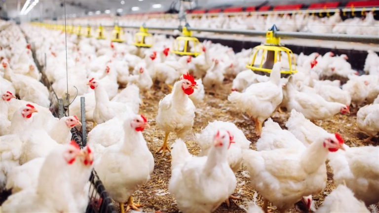 اكتشف أسعار الدجاج اليوم الخميس 16 أبريل 2026 وأعرف كم يكلف الكيلو