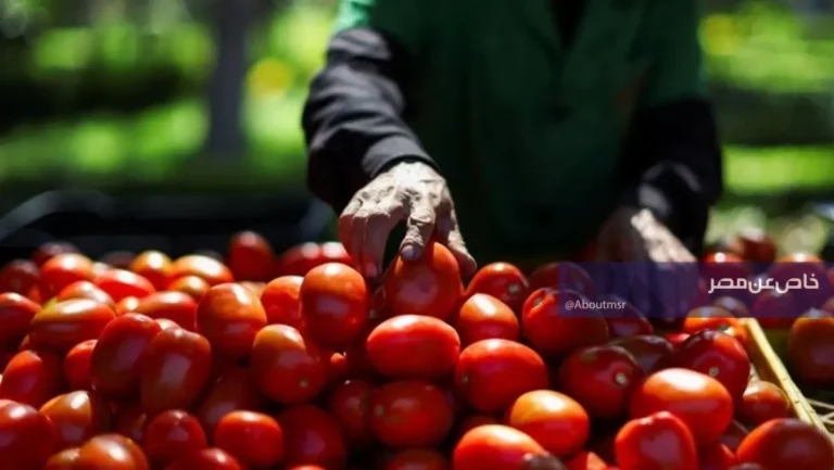 ارتفاع مفاجئ في أسعار الطماطم يثير تساؤلات المصريين حول السعر الحالي في الأسواق