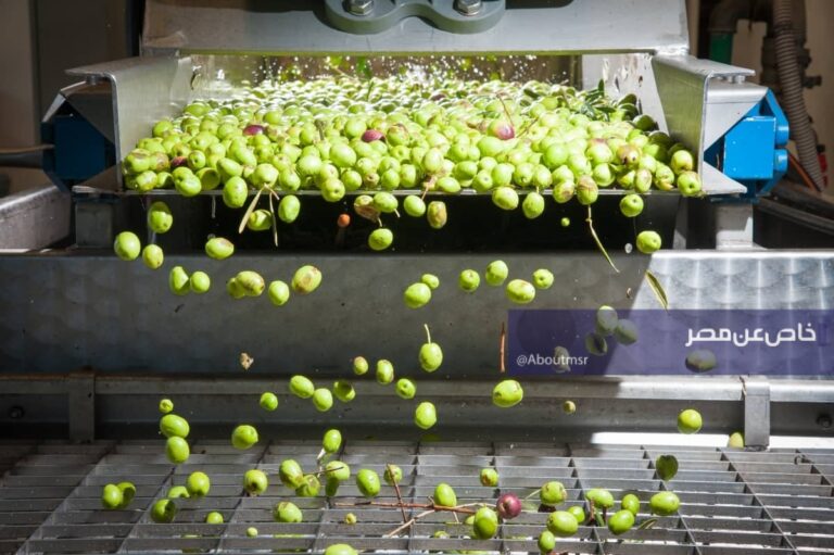 رغم الإنتاج الوفير للزيتون… ما سبب غياب مصر عن قائمة الدول الرائدة في تصدير زيت الزيتون؟