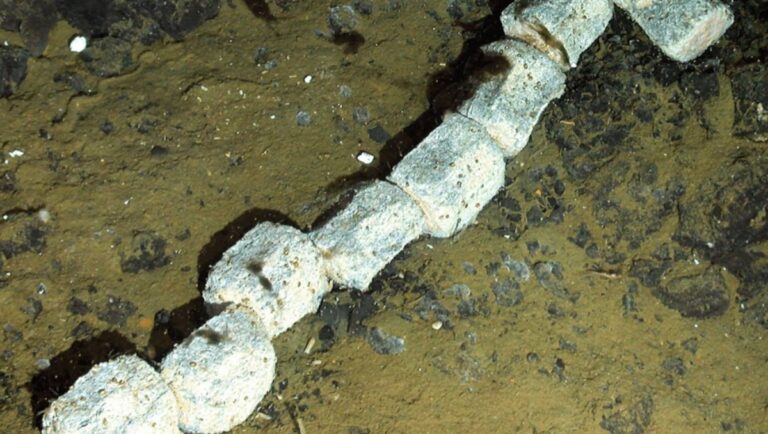 ما الذي يكمن تحت سطح البحر في جثة حوت مدفونة على عمق 1444 متراً؟