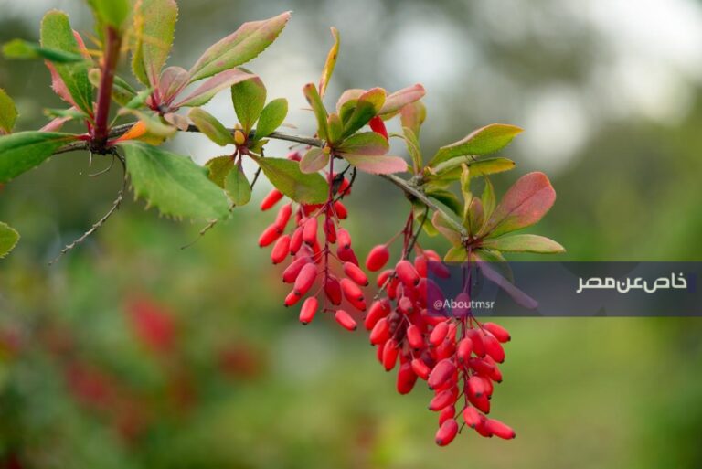 استعدوا لاكتشاف الياقوت الأحمر.. هل تشرع مصر والسعودية في زراعته قريبًا؟