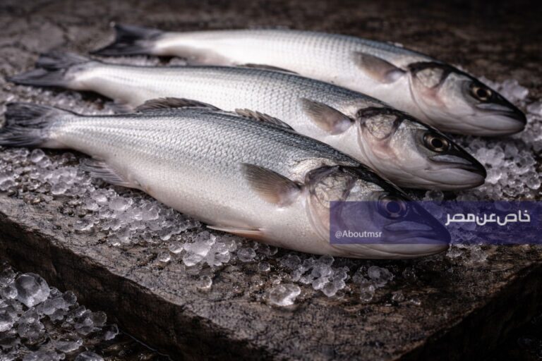 اكتشف أسعار السمك البلطي والفيليه والجمبري ليوم الإثنين 13 أبريل 2026 وما تتوقع دفعه لكل كيلو