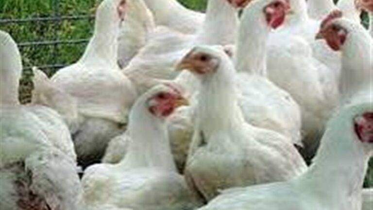 أحدث أسعار الدجاج مساء اليوم الثلاثاء 14 أبريل 2026