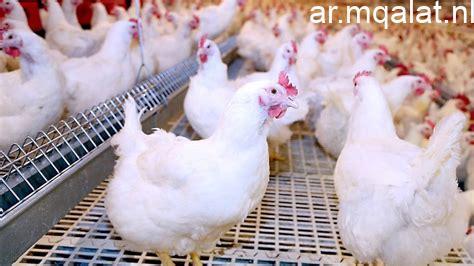 أسعار الدواجن في كفر الشيخ اليوم 18 أبريل 2026 وسعر كيلو الفراخ يصل إلى 85 جنيها