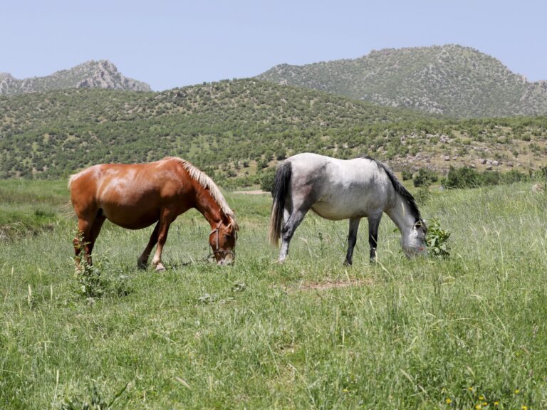 اكتشاف مذهل حول قوة صهيل الخيول في عالم العلوم