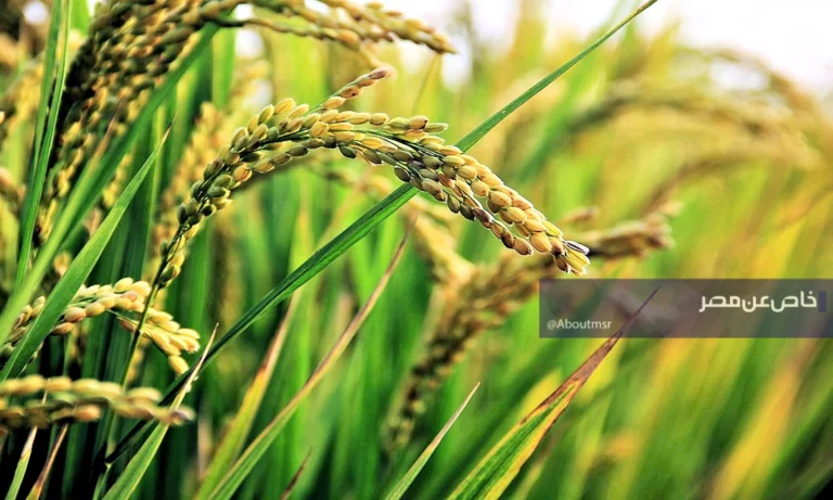 مصر تتخذ خطوات قوية لحماية مليون فدان من الأرز بدءًا من كفر الشيخ لمكافحة تقاوي الغش