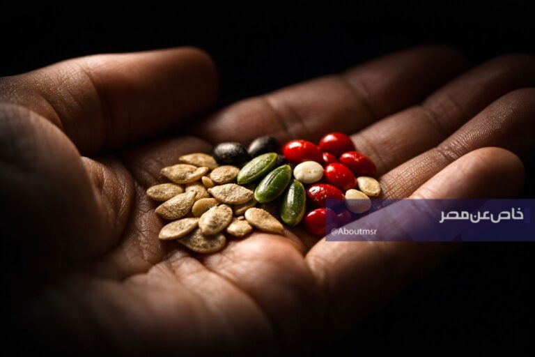 مصر تبدأ خطوات جديدة لتوطين صناعة البذور وتقليل الاعتماد على الاستيراد