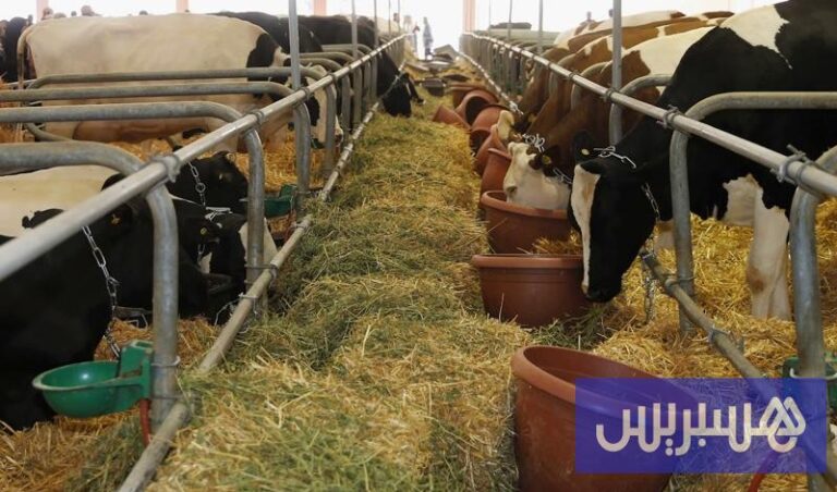 أسعار اللحوم في أوروبا تتصاعد مما يخلق تحديات للمستوردين المغاربة قبيل عيد الأضحى