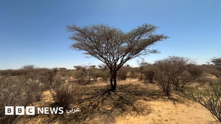 السودان يشهد تدمير 60% من غاباته بفعل النزاع المستمر