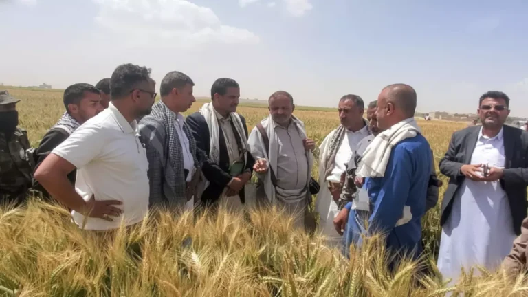 ريما تحقق إنجازاً مذهلاً في زراعة الزيتون… هل ستتألق اليمن كمنافس لإيطاليا وإسبانيا؟