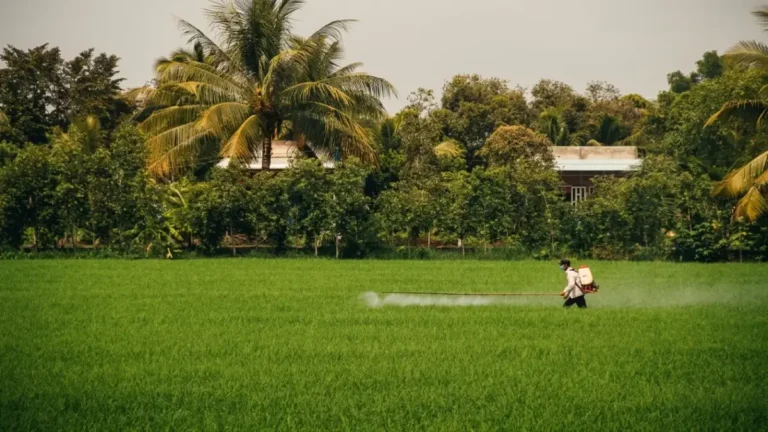 مزارعون في كان ثو يتعاونون لضخ المياه جماعياً لتحقيق خفض تكاليف الأرز بنسبة 40% وزيادة الإنتاج إلى 1.65 مليون طن