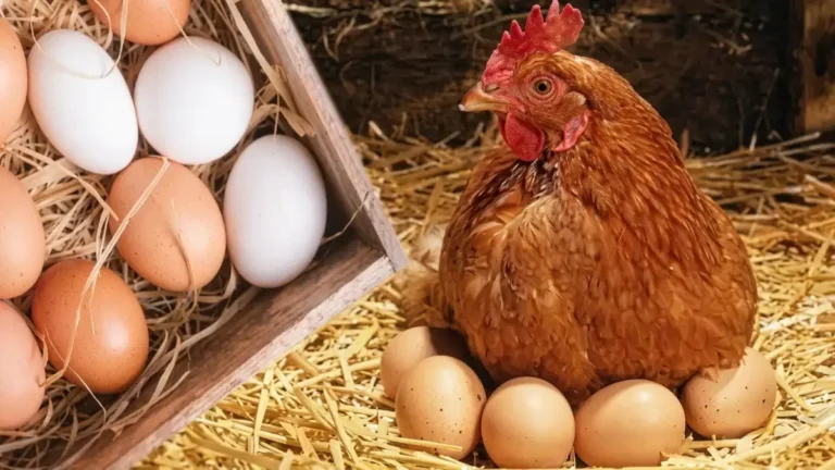 انخفاض غير متوقع في أسعار الدواجن اليوم يُسعد المستهلكين بفراخ بيضاء أكثر اقتصادية