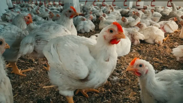 سعر الفراخ اليوم يثير الدهشة… البيضاء تبلغ 89 جنيهًا والبلدي يصل إلى 126 جنيهًا!