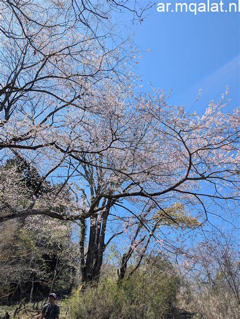 أساطير الثبات.. جوارديولا في صدارة المدربين الأكثر بقاءً في الدوريات الأوروبية