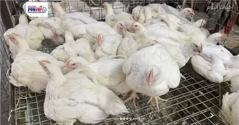 استقرار أسعار الدواجن اليوم وسط أجواء سوق هادئة