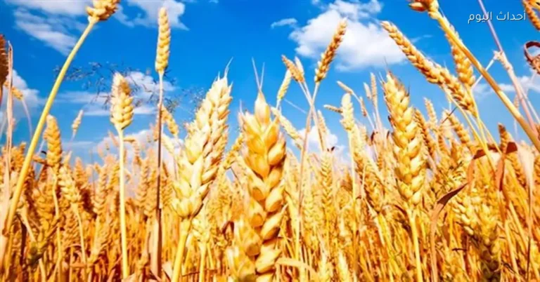 توسيع زراعة القمح إلى 3 ملايين فدان هذا الموسم