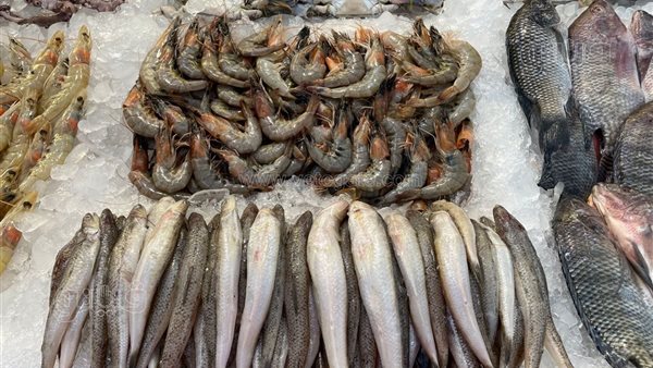 أسعار السمك اليوم: تراجع ملحوظ في البلطي والمكرونة وزيادة 20 جنيهاً في الكابوريا