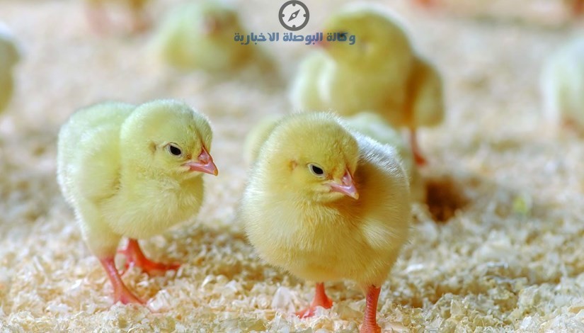 سعر الكتكوت الأبيض