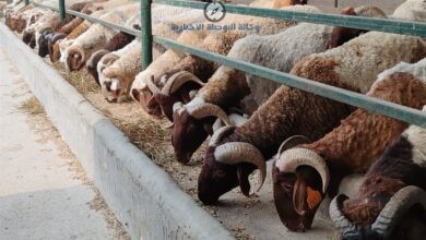 اسعار الاضاحي في الدمام 2026
