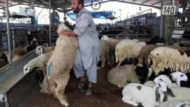 حيل خطيرة يستخدمها بعض تجار المواشي لزيادة وزن الاضحية